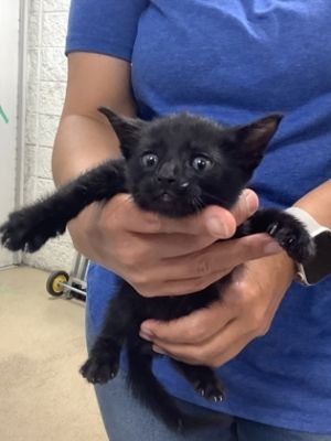 NAVAJO, Adult Male Domestic Short Hair