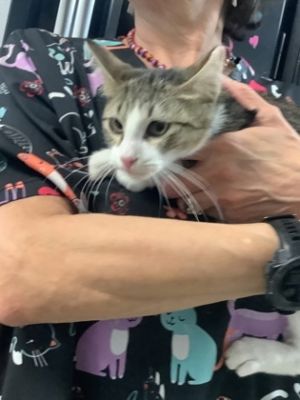CHECKERS, Young Male American Shorthair