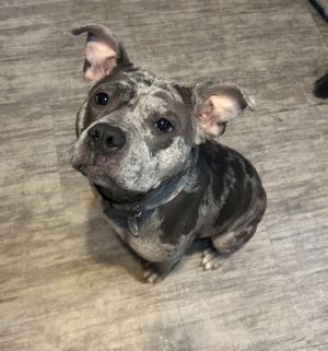 Aja, Adult Female Pit Bull Terrier