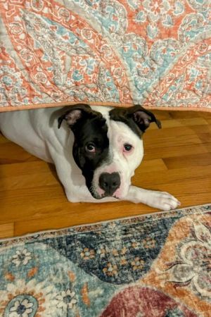 Sean, Adult Male Mixed Breed