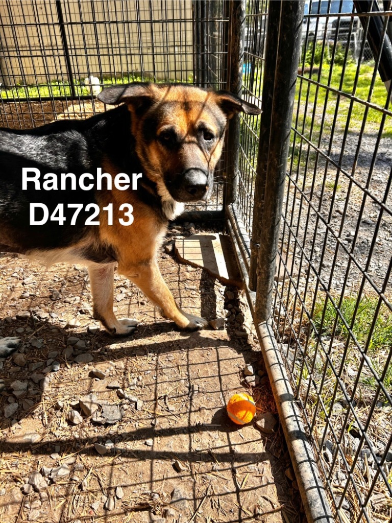 Rancher