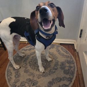 Elvis, Adult Male Treeing Walker Coonhound