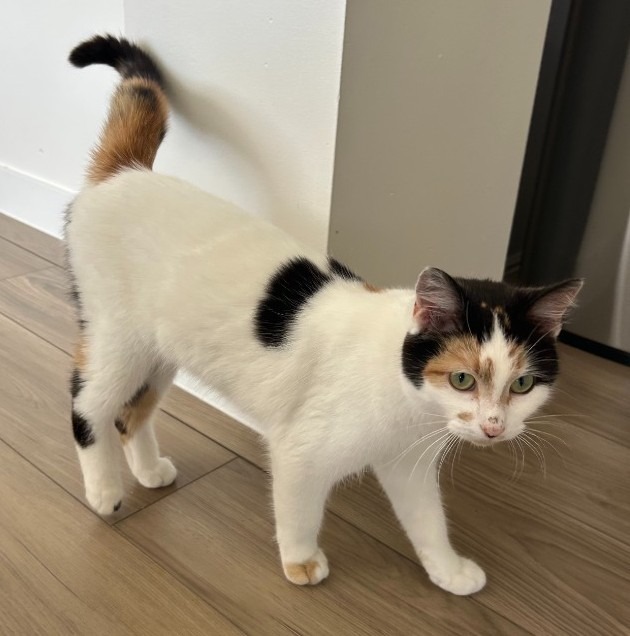 Trixie - Pending Adoption