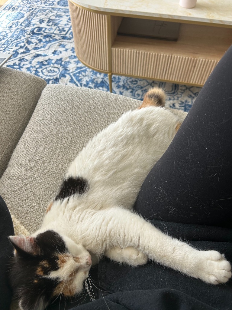 Trixie - Pending Adoption