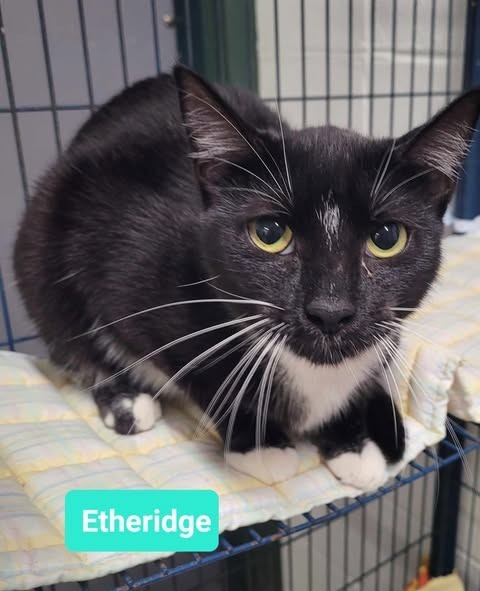 Etheridge