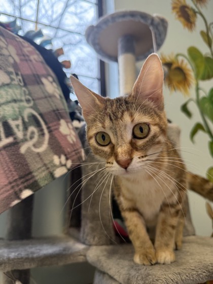 Sunny, an adoptable Domestic Short Hair in Harbor Springs, MI, 49740 | Photo Image 1