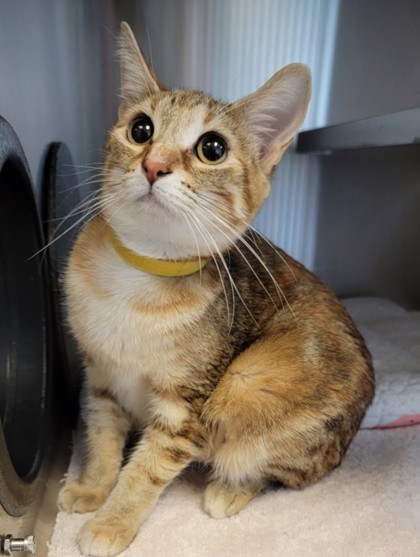 Sunny, an adoptable Domestic Short Hair in Harbor Springs, MI, 49740 | Photo Image 2