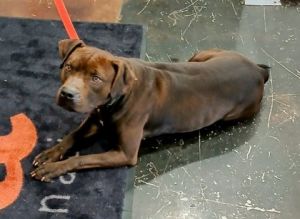 Coco, Adult Female Mixed Breed