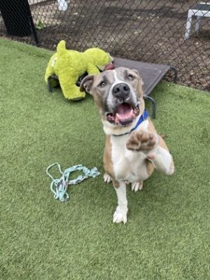 Rover, Adult Male Mixed Breed