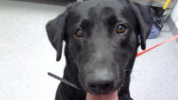 Zeus -Meet Me At Camp Bow Wow