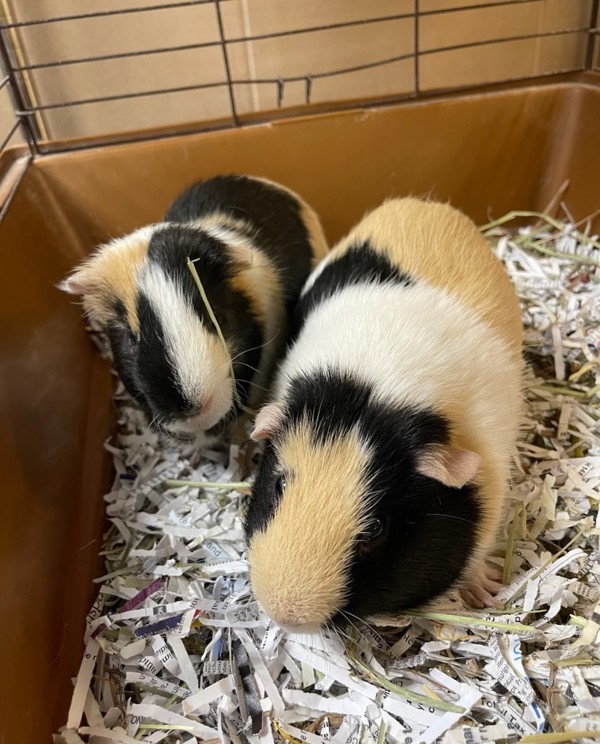 Peanut & Twix (Perfect Pair)