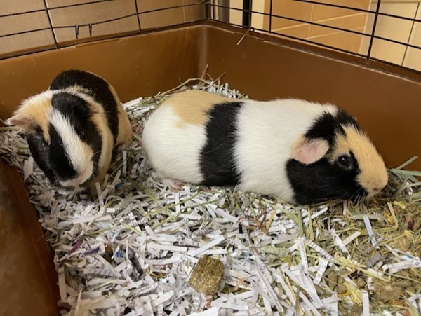 Peanut & Twix (Perfect Pair)