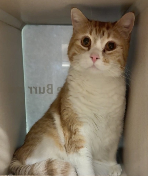 Elliot