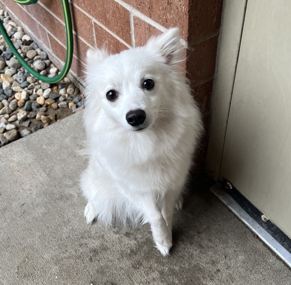 Lilly, an adoptable Spitz in Sioux City, IA, 51103 | Photo Image 1