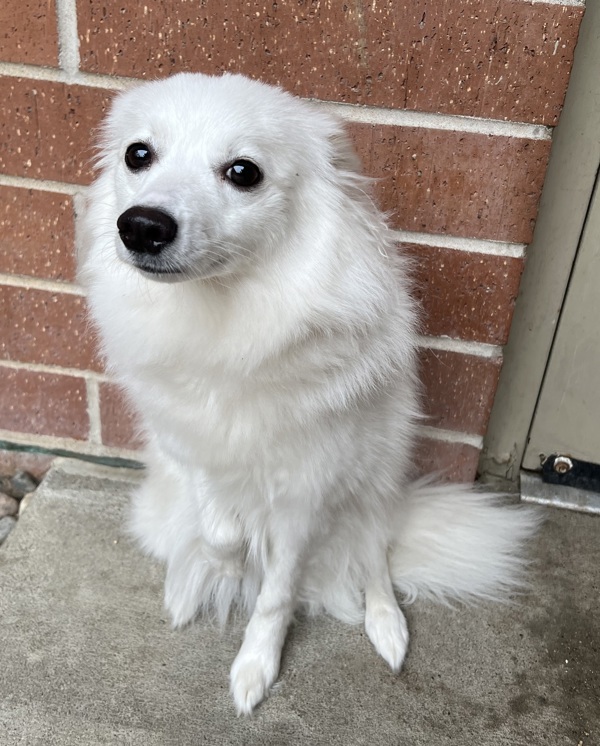 Lilly, an adoptable Spitz in Sioux City, IA, 51103 | Photo Image 3