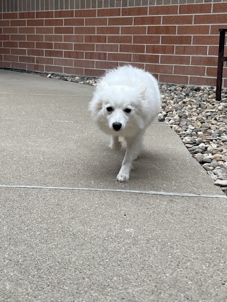 Lilly, an adoptable Spitz in Sioux City, IA, 51103 | Photo Image 4