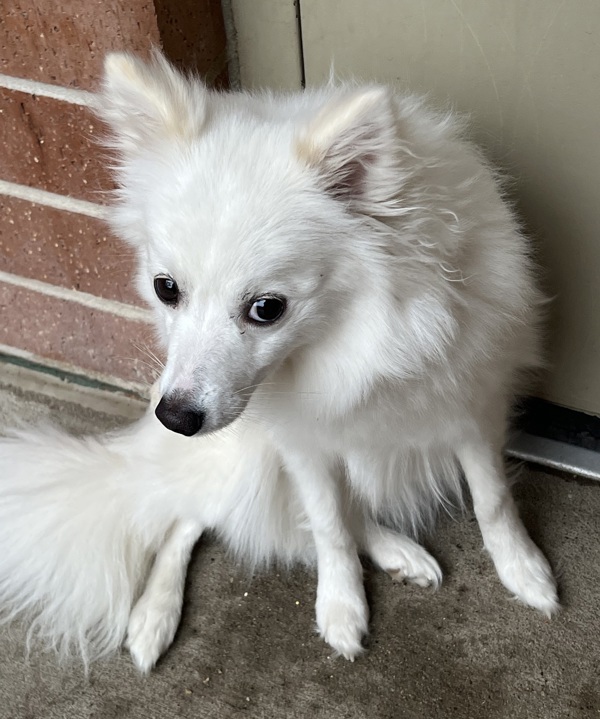 Lilly, an adoptable Spitz in Sioux City, IA, 51103 | Photo Image 5