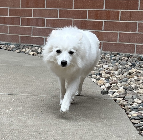 Lilly, an adoptable Spitz in Sioux City, IA, 51103 | Photo Image 6
