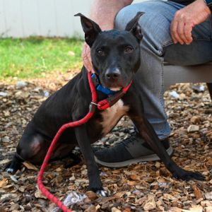 Klassy is all class This pretty black girl - almost a senior at 7 years old - is very sweet