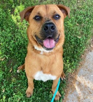 Justice, Adult Male Labrador Retriever