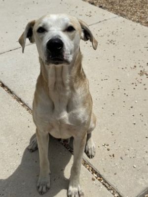 Timon (Underdog) Mixed Breed Dog