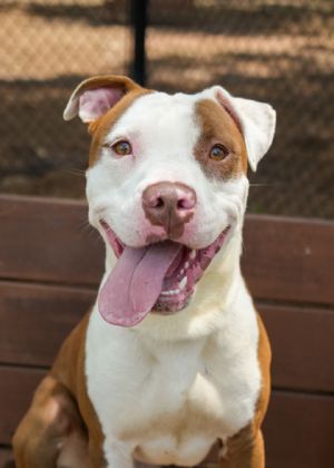 Embark 57173 Pit Bull Terrier Dog