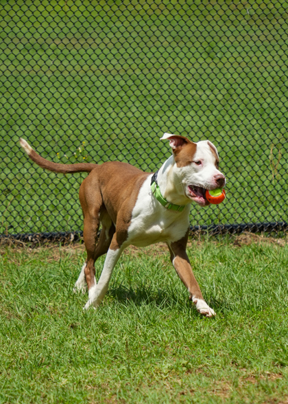 Embark 57173 2