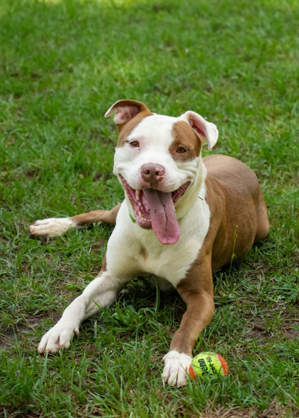 Embark 57173 3