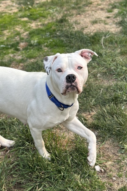 Poppy, an adoptable Mixed Breed in Rhinelander, WI, 54501 | Photo Image 1