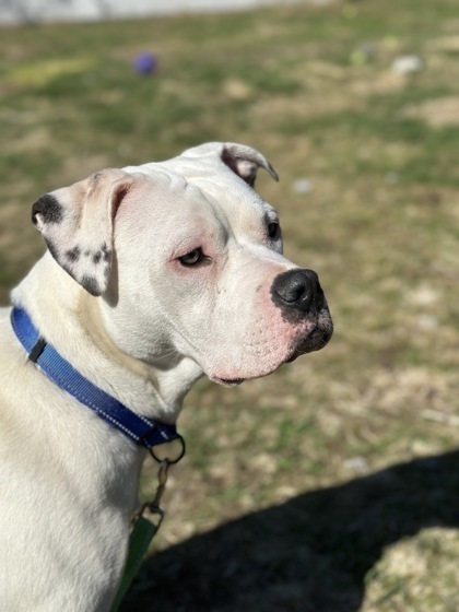 Poppy, an adoptable Mixed Breed in Rhinelander, WI, 54501 | Photo Image 2