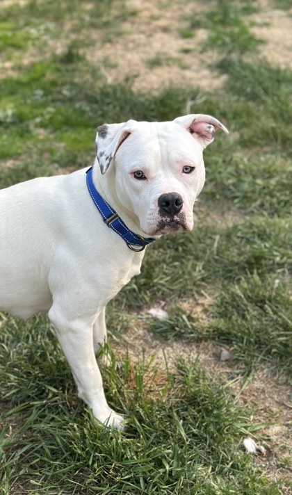 Poppy, an adoptable Mixed Breed in Rhinelander, WI, 54501 | Photo Image 3