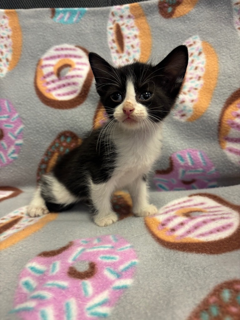 Tikki
