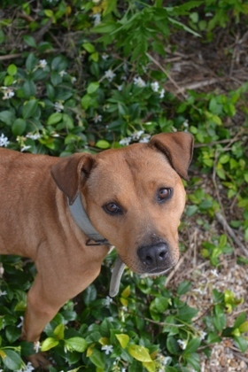 Hi there Im Roxie Im just a young pup but Ive got lots of love to give My favorite thing