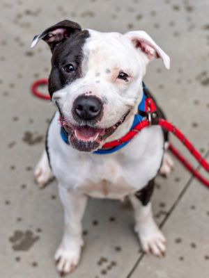 Silvana, Adult Female Mixed Breed