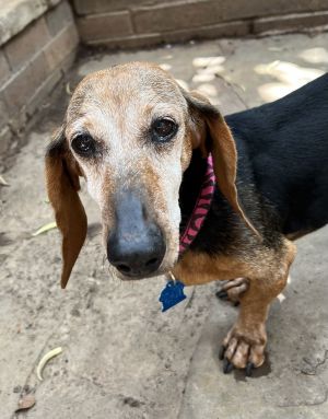 Lucy, Senior Female unknown