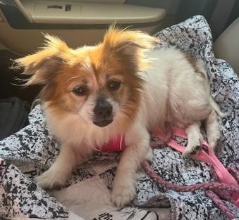 Dorothy, an adoptable Pekingese, Mixed Breed in Columbia, SC, 29211 | Photo Image 1