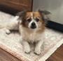 Dorothy, an adoptable Pekingese, Mixed Breed in Columbia, SC, 29211 | Photo Image 2
