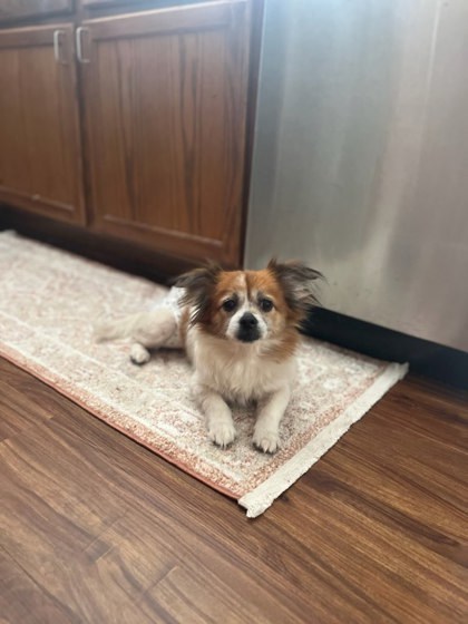 Dorothy, an adoptable Pekingese, Mixed Breed in Columbia, SC, 29211 | Photo Image 3