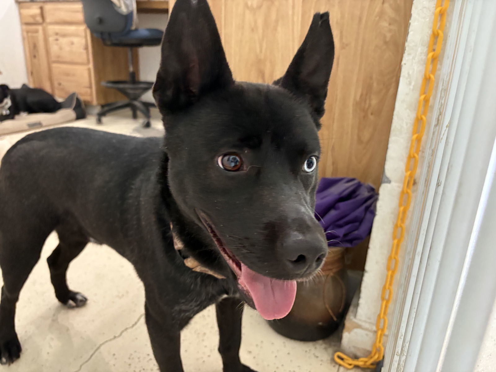 ZEUS (Neutered!)