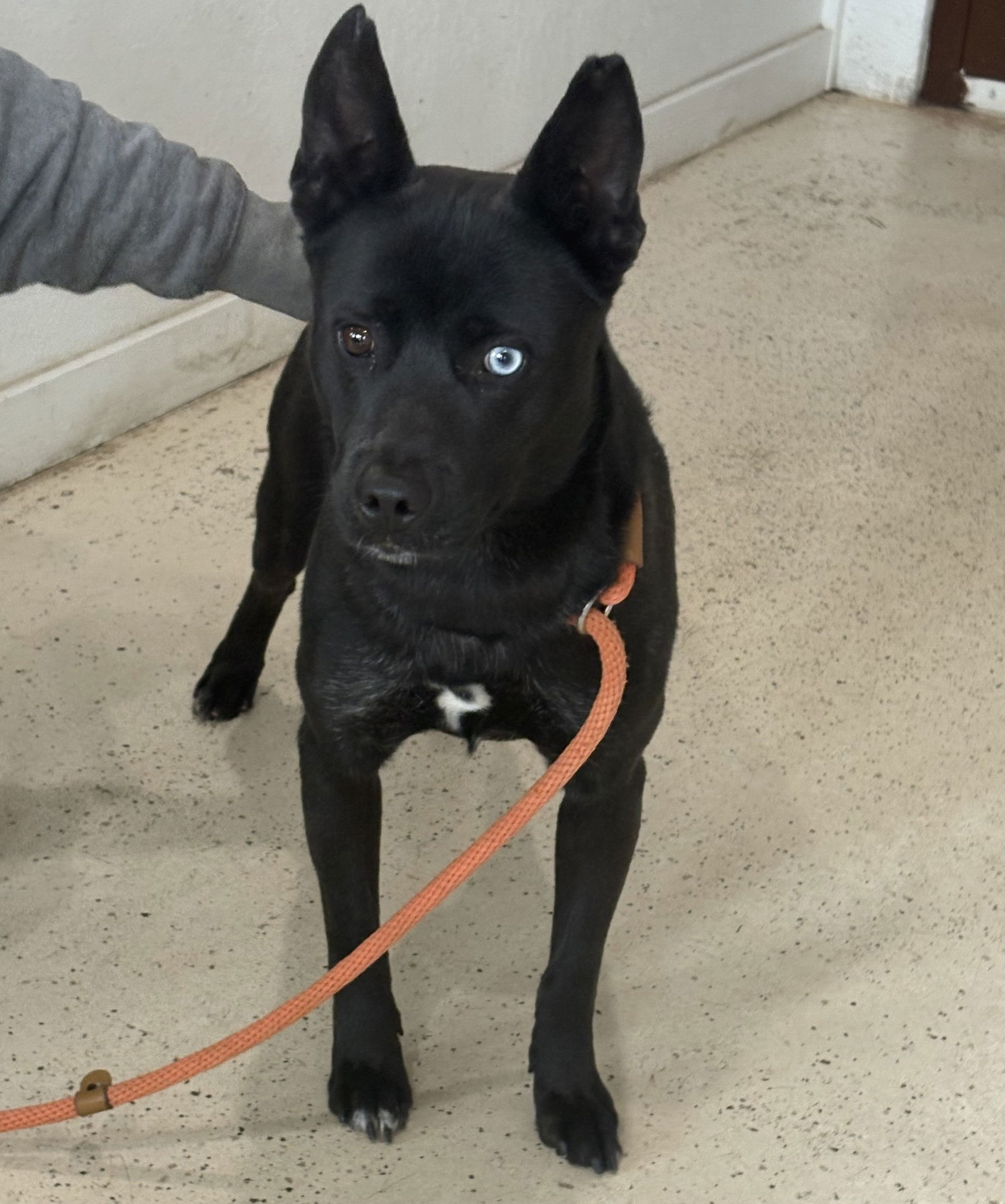 ZEUS (Neutered!)