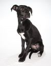 Baron photo 2