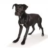 Baron photo 3