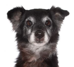 Davey, Senior Male unknown