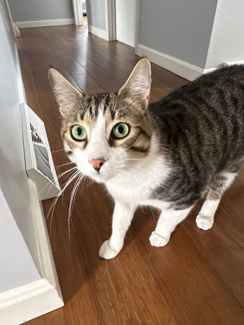 Zuzu