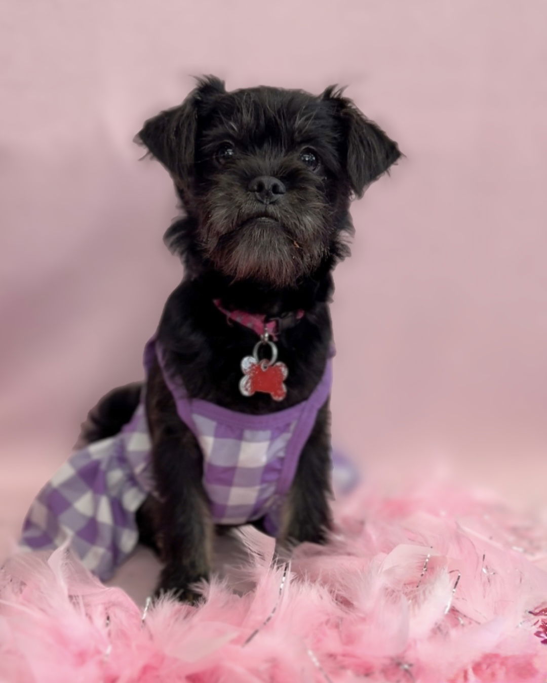 Rock: Janis Joplin, an adoptable Affenpinscher, Schnauzer in Palo Alto, CA, 94306 | Photo Image 1