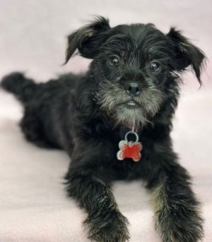 All of our dogs are spayedneutered shots current DHPP Bordetella and Rabies where applicable d