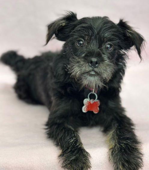 Rock: Janis Joplin, an adoptable Schnauzer, Affenpinscher in Palo Alto, CA, 94306 | Photo Image 1