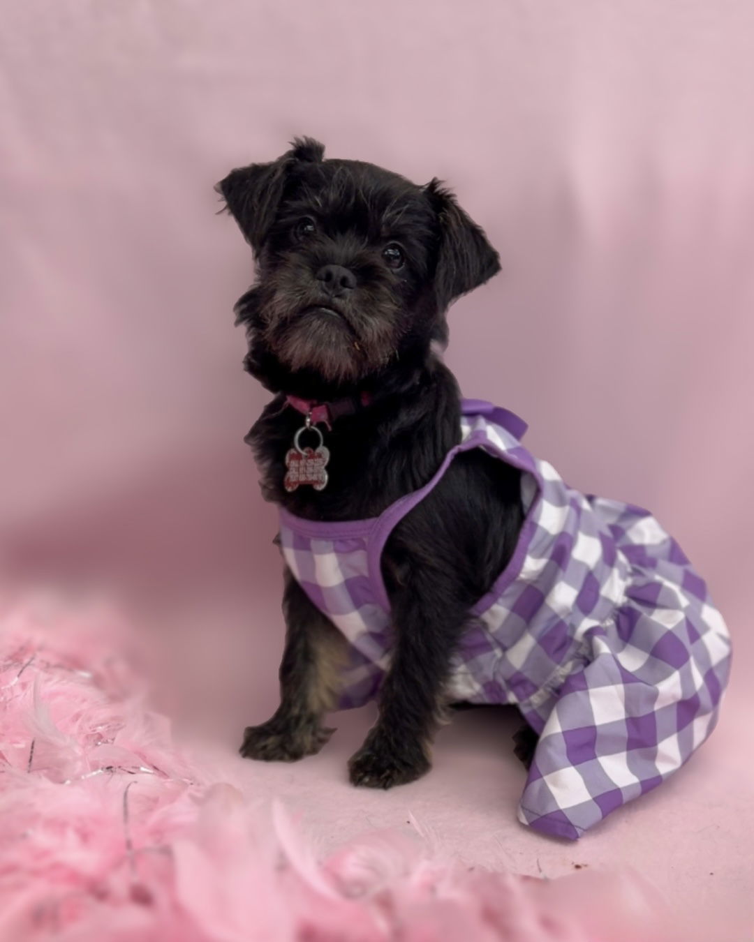 Rock: Janis Joplin, an adoptable Affenpinscher, Schnauzer in Palo Alto, CA, 94306 | Photo Image 2