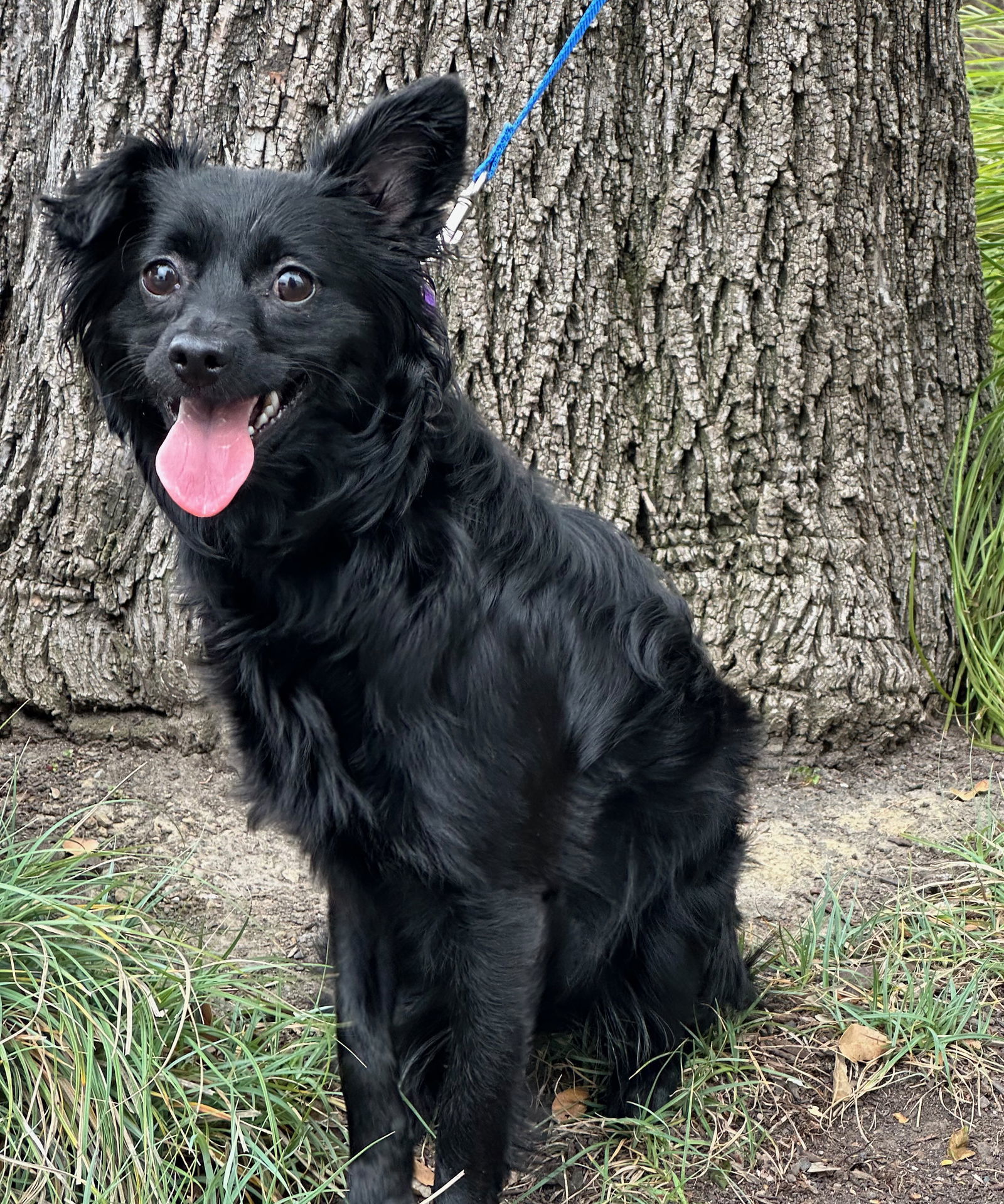 Sarah Jessica Barker, an adoptable Pomeranian, Schipperke in Palo Alto, CA, 94306 | Photo Image 1
