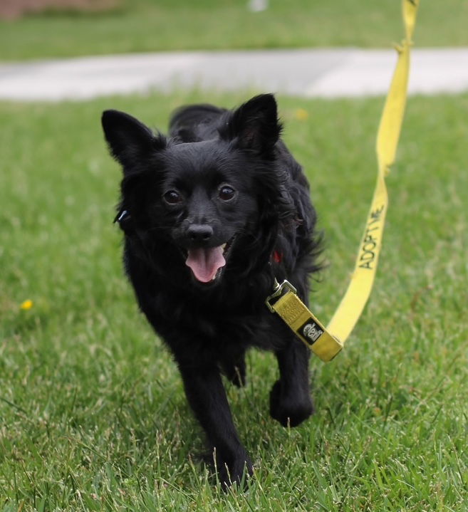 Sarah Jessica Barker, an adoptable Pomeranian, Schipperke in Palo Alto, CA, 94306 | Photo Image 2